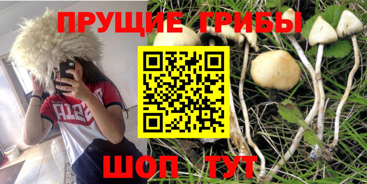 Псилоцибиновые грибы Psilocybe  Вход с VPN  Галлюциногенные грибы ЛСД  Касимов 
